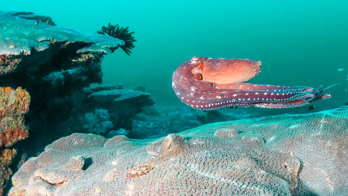 Secrets of the Emerald Sea Knowledge.ca